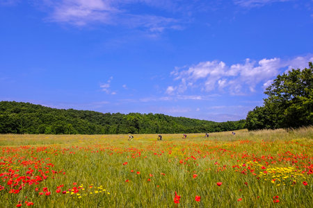 Unrecognisable mountain bikers ride through a beautiful field of poppies in the tuscan countryside, Massa Marittima, Tuscany, Italyの写真素材