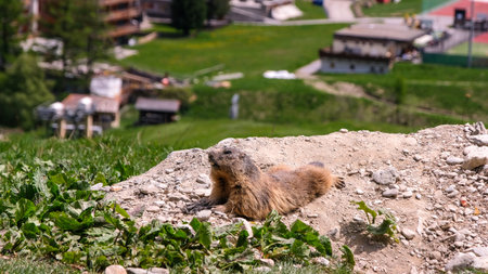 Alpine marmot, marmota marmota. It is found in high numbers in mountainous areas of central and...