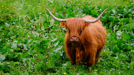 Highland Cattle, Kyloe, is a Scottish breed of rustic beef cattle. It originated in the Scottish...