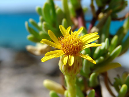 Small yellow flower with sea in background                   の写真素材