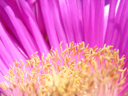 Pink flower macroの写真素材