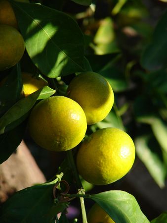 Unripe tangerines on tree の写真素材