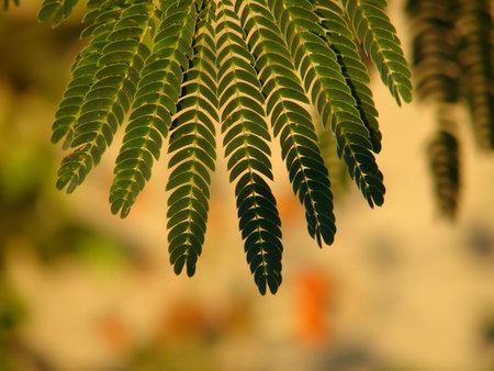 Mimosa leaf  macro on yellow background              