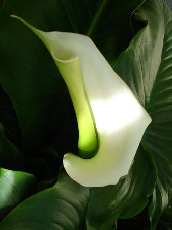 Macro photo of Calla lily (Zantedeschia aethiopica)の写真素材