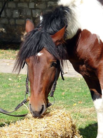Horse eating hay                  の写真素材