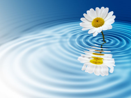 White daisy on blue rippled backgroundの写真素材