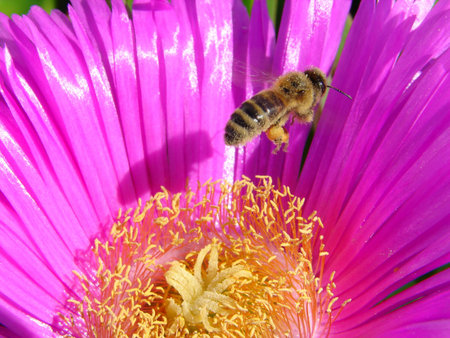 bee on pink flower close up