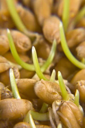 Close up of wheat germの写真素材