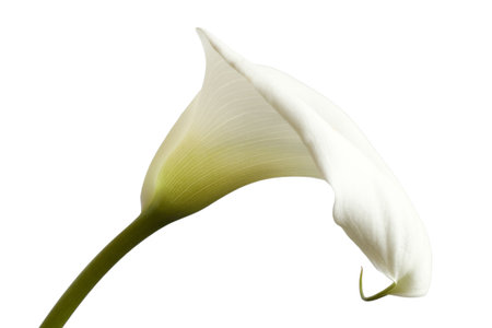 White Calla flower  isolated on bright backgroundの写真素材