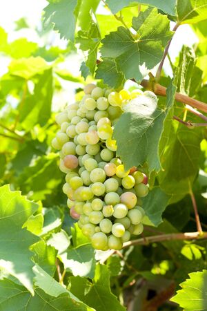 Grapes and vine leaves close upの写真素材