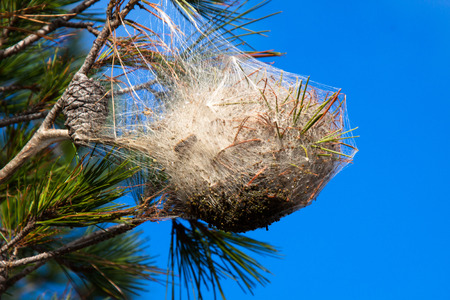 Pine processionary nest on a pine treeの写真素材