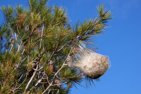 Pine processionary nest on a pine treeの写真素材