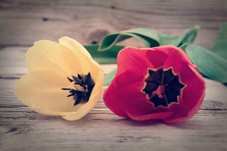 Red and yellow tulips on a rustic wooden の写真素材