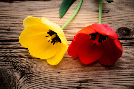 Red and yellow tulips on a rustic wooden backgroundの写真素材