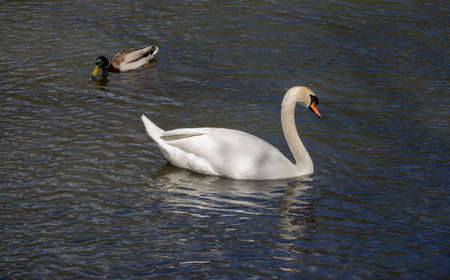 swan on the lake with duckの写真素材