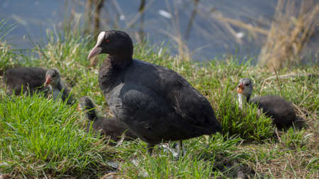 Coot bird family resting and mother take careの写真素材