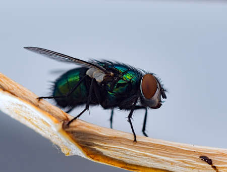 Fly insect green and blue macroの写真素材