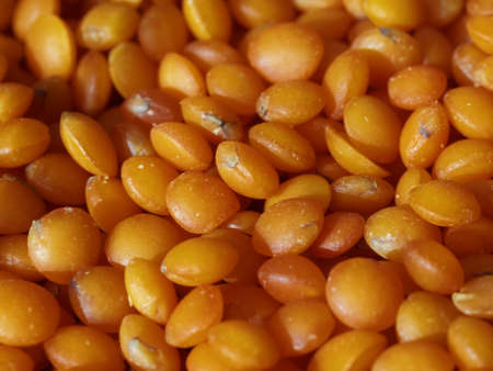 Not cooked red lentil grains macroの写真素材