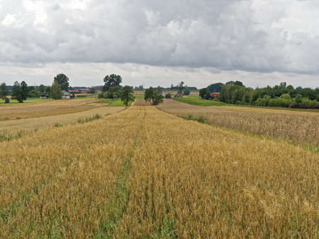 Plentyfulness wheat field in village and nature will feed them with rain.の写真素材