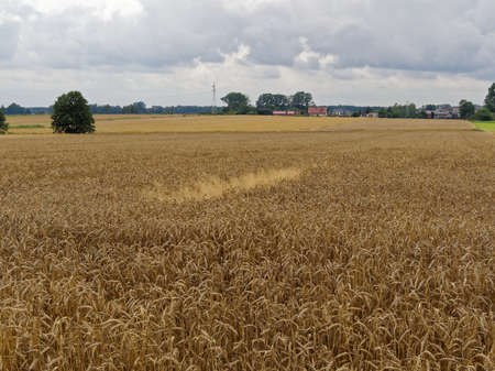 Large wheat field and village houses landscapeの写真素材
