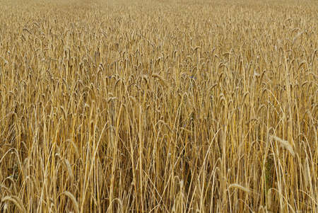 wheat spikes on farm fieldの写真素材