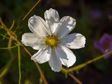 Beautiful white flower shining under sunlightの写真素材