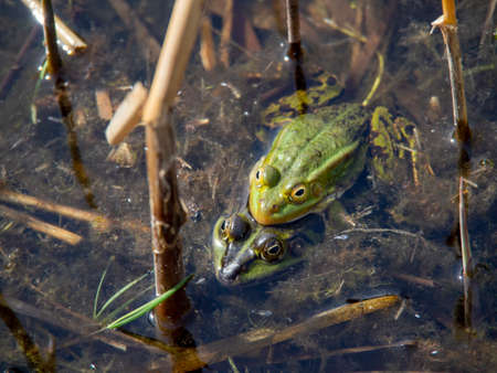 Frog couple preparing next generation in to the natureの写真素材
