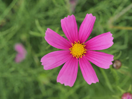 From top view pink daisy flowerの写真素材