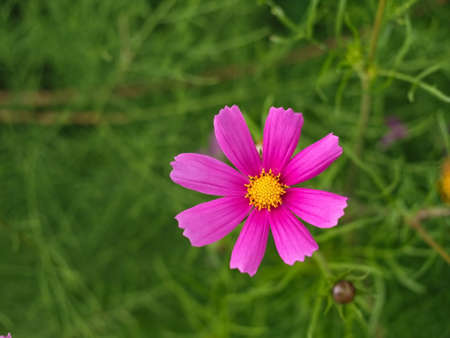 From top view pink daisy flower and budの写真素材
