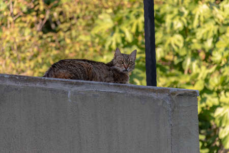 Cute kitten rest on the balcony under the shadow during hot sunny summer day. With global warming summer days, weather getting warmer and these high temperatures make a harder living condition for animals.の写真素材