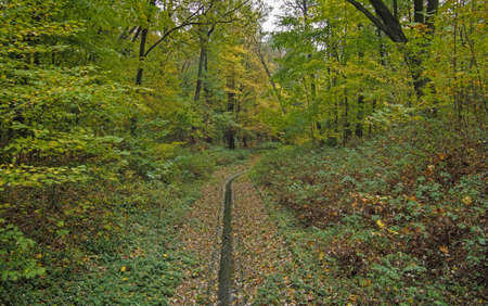 Late summer days nature view between trees green and brown leavesの写真素材