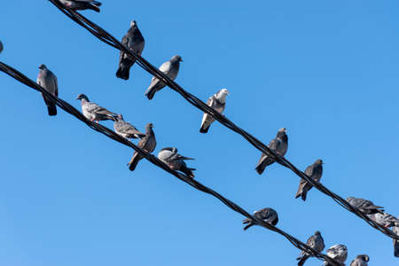 A flock of pigeons on electric wires on a sunny dayの写真素材