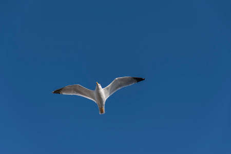 Beautiful seagull flying free on the blue sky spread wingsの写真素材
