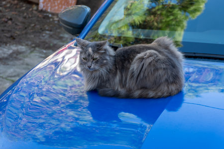 gray cat is resting in the warm hood of the blue carの写真素材