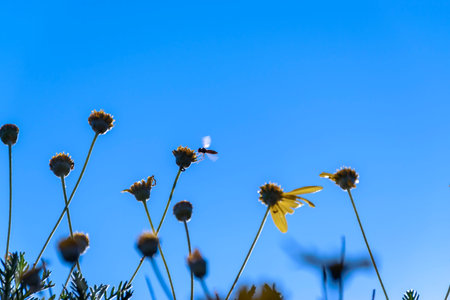 Little wild bee trying to land on the yellow flower during a sunny day.