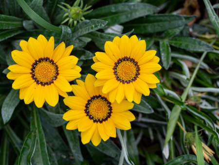 Three big yellow flowers from top view in the gardenの写真素材