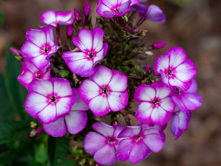 Pink white beautiful flower blossomの写真素材