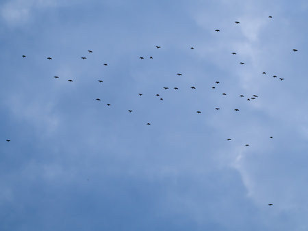 Flock of birds migration front of  the cloudy autumn skyの写真素材