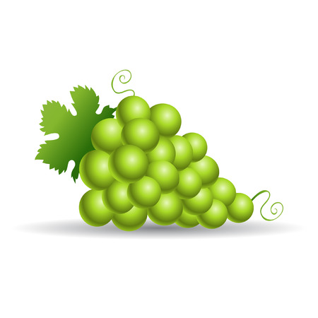 Green grapes with leaves isolated on whiteのイラスト素材