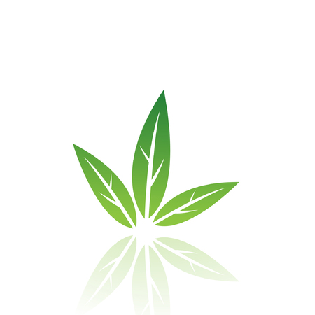 Green leaf isolated on whiteのイラスト素材