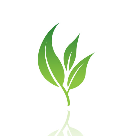 Green leaf isolated on whiteのイラスト素材