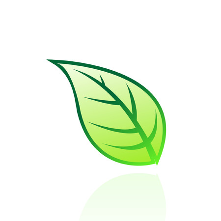 Glossy green leaf isolated on whiteのイラスト素材