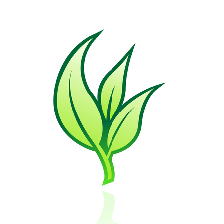 Glossy green leaf isolated on whiteのイラスト素材