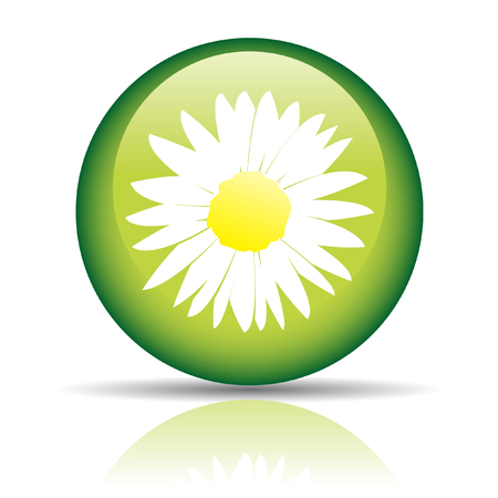 Glossy camomile in green circle isolated on whiteの写真素材