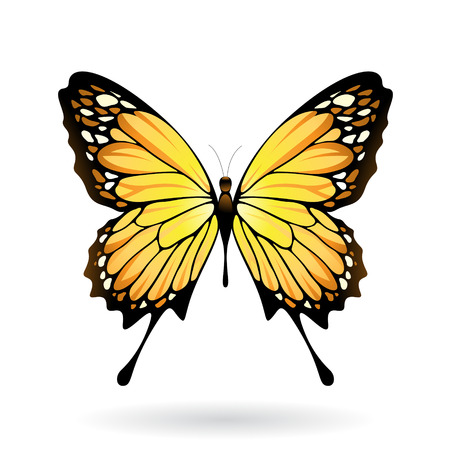 Vector Illustration of a Colorful Butterfly isolated on a white backgroundのイラスト素材