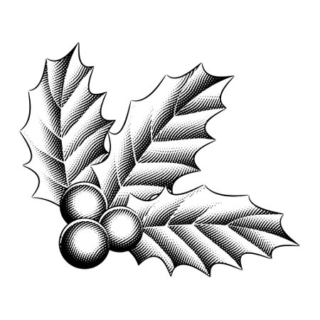 Illustration of Scratchboard Engraved Holly Berries isolated on a White Backgroundのイラスト素材