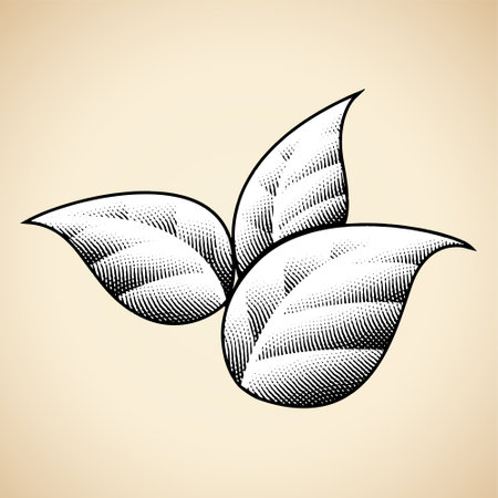 Illustration of Scratchboard Engraved Tobacco Leaves with Black Outlines isolated on a Beige Backgroundのイラスト素材