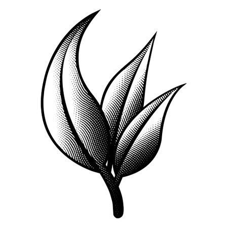 Illustration of Scratchboard Engraved Branch of Leaves isolated on a White Backgroundのイラスト素材