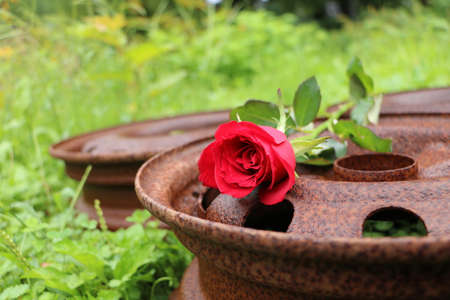 rose and rusted wheelの写真素材