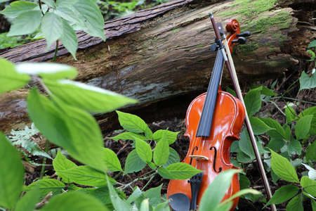 violin in the forestの写真素材